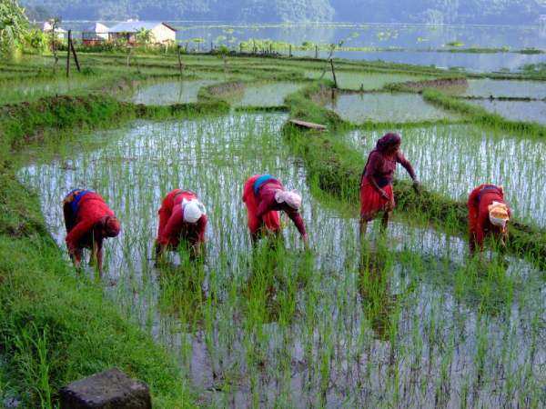 National Paddy Day