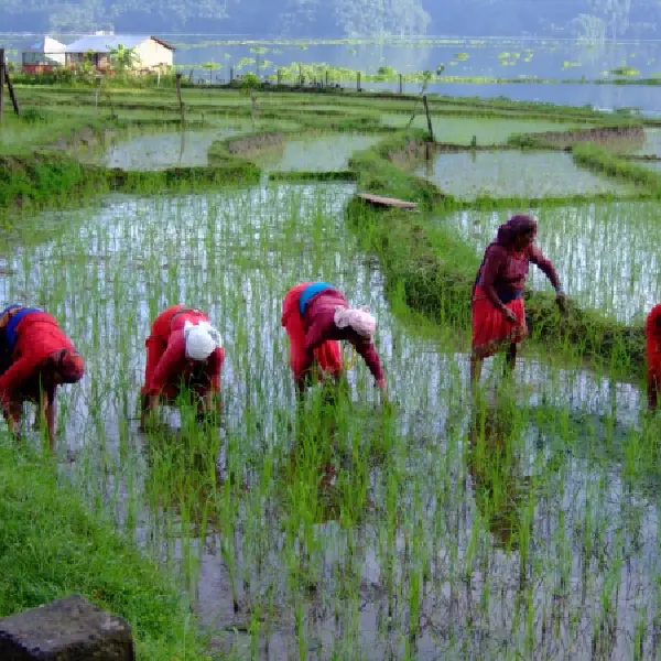 National Paddy Day