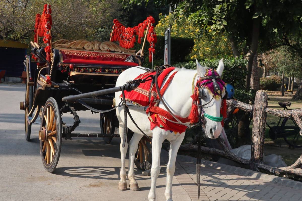 Baggi Ride [Taj Mahal]