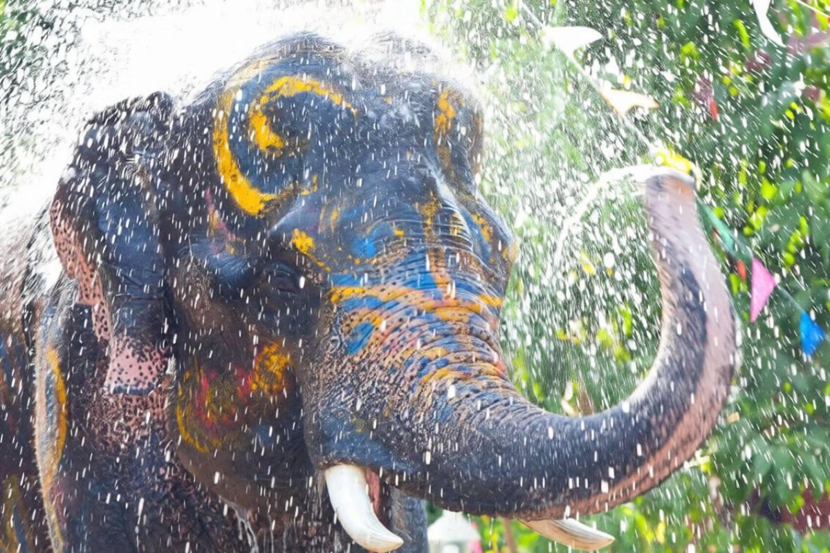 elephant-bathing