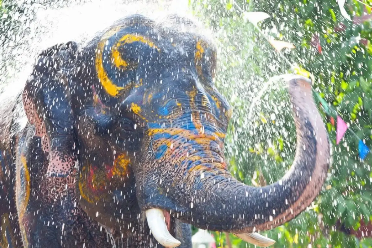 elephant-bathing