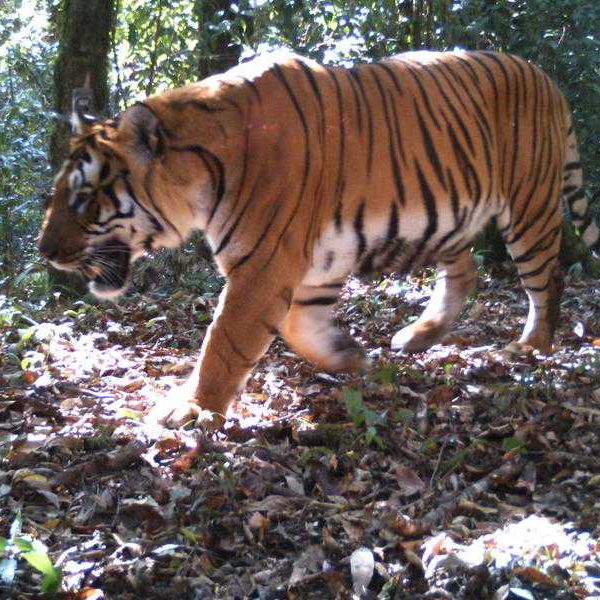 Royal Manas Wildlife Helicopter Tour – The King of Bhutan’s Natural Journeys