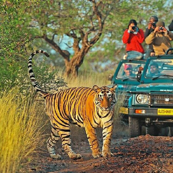 For The Love of Taj & Tiger 7 Nights 8 Days