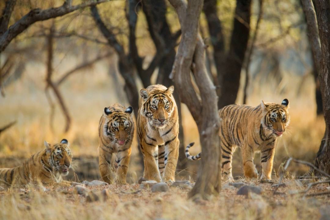 Family Journey
