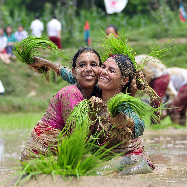 National Paddy Day