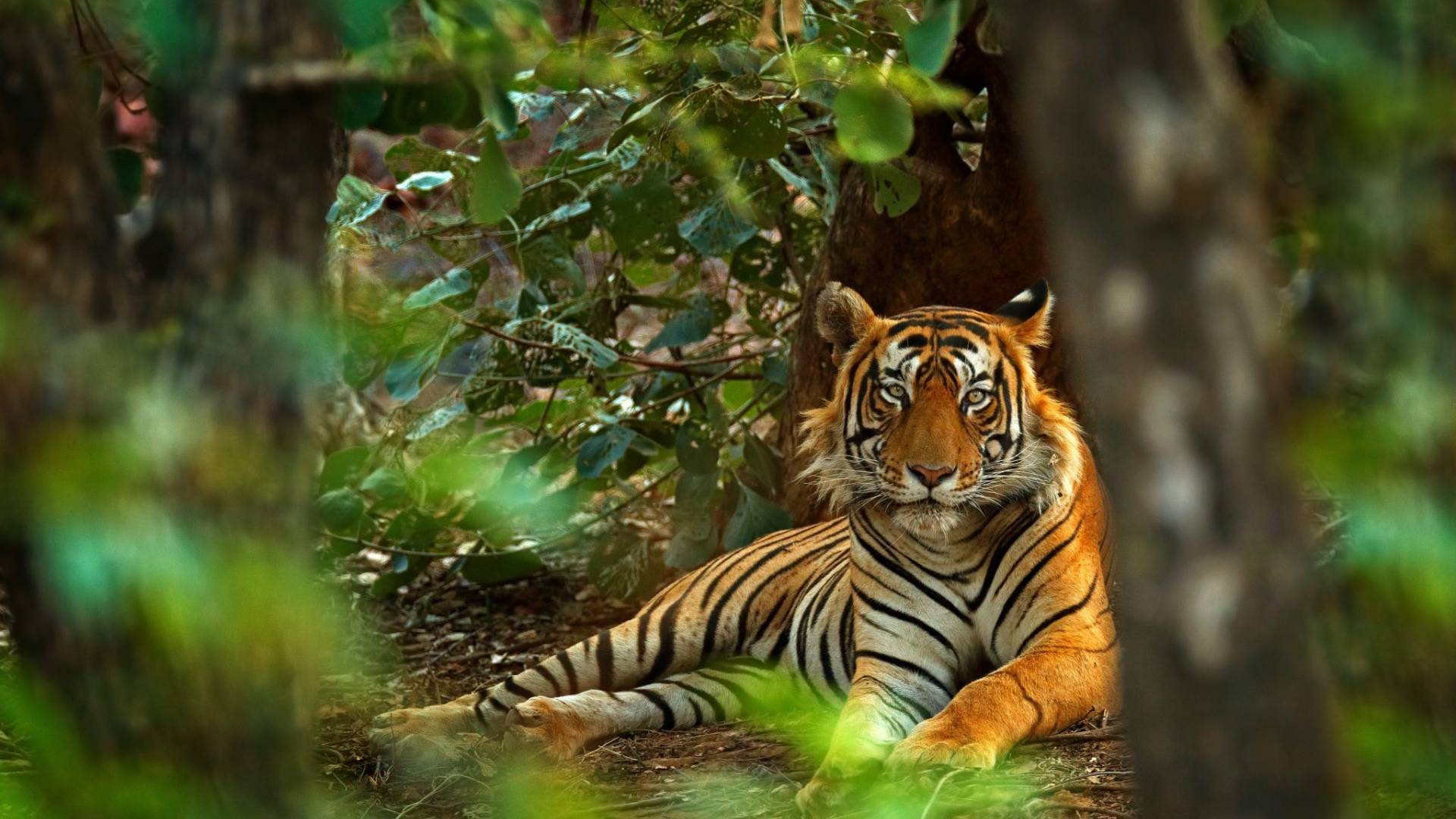 Classic India with Ranthambore